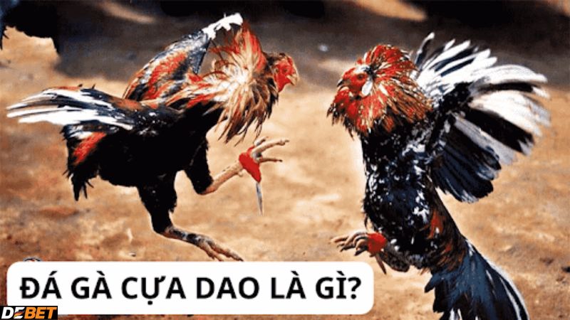 Đá gà cựa dao là gì?